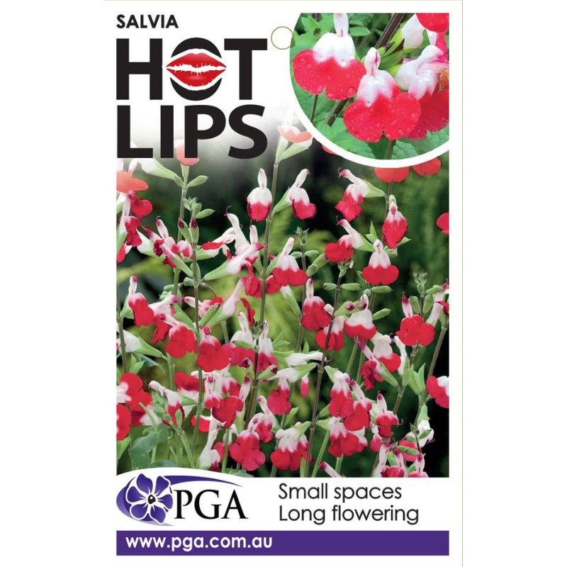 Salvia Hot Lips
