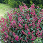 Salvia Wendy's Wish