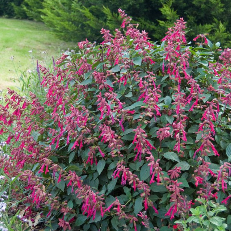 Salvia Wendy's Wish