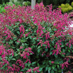 Salvia Wendy's Wish
