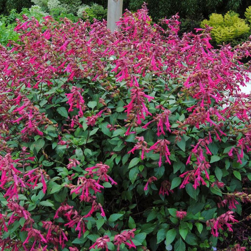 Salvia Wendy's Wish