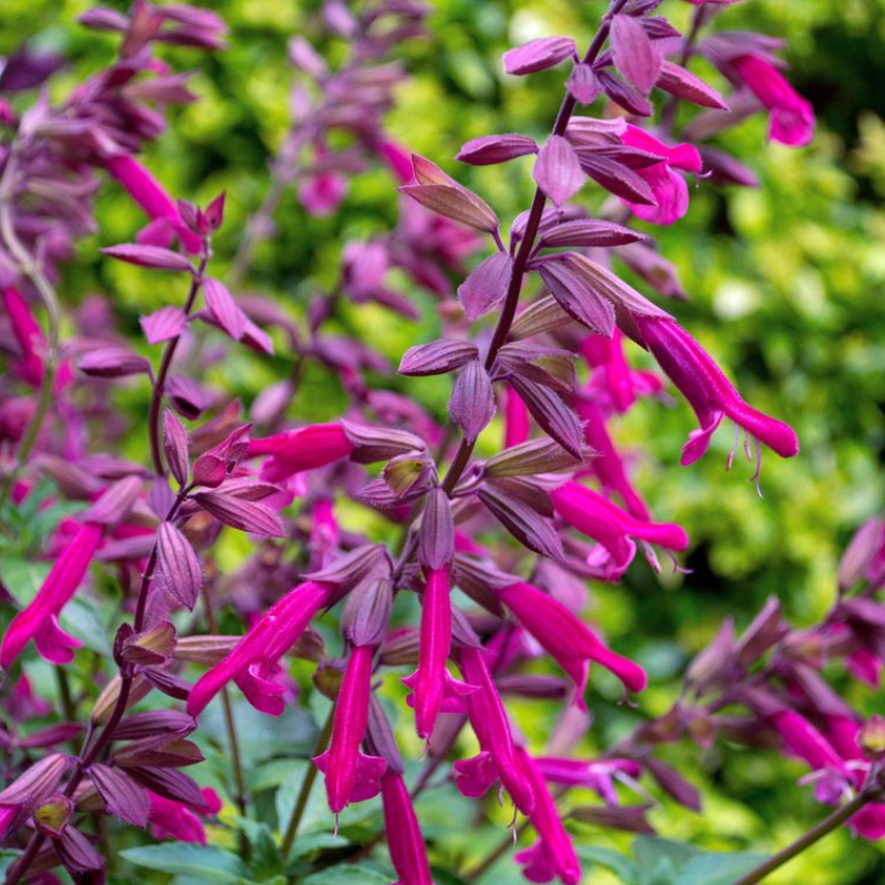 Salvia Wendy's Wish