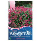 Salvia Wendy's Wish
