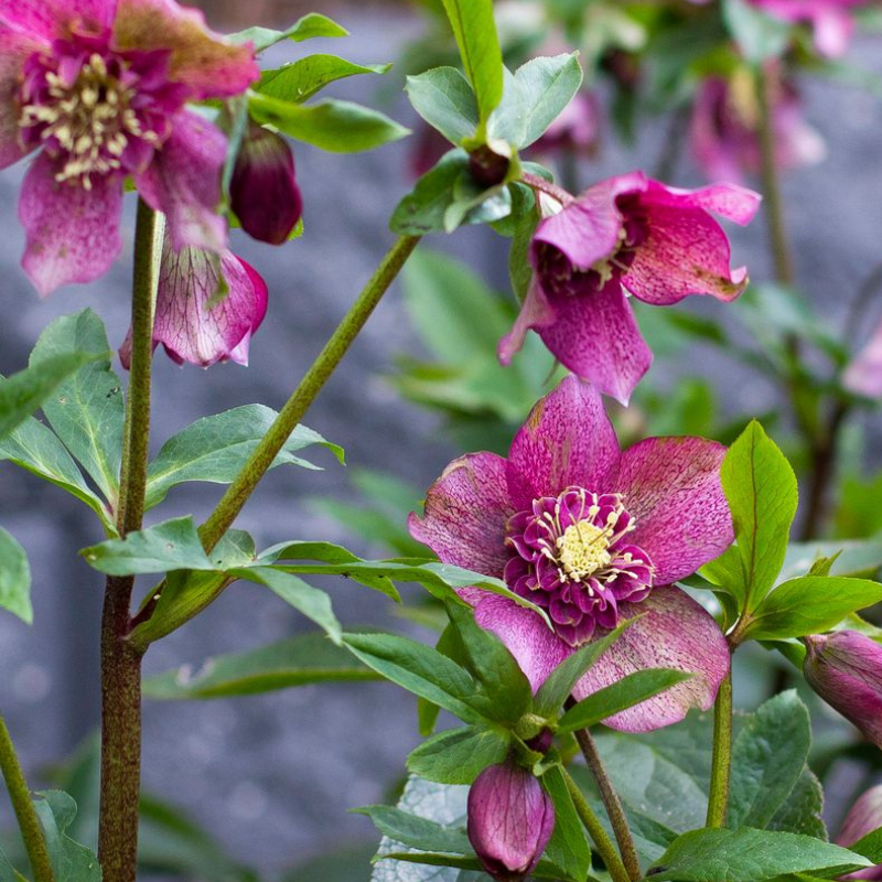 Hellebore Tutu PGA