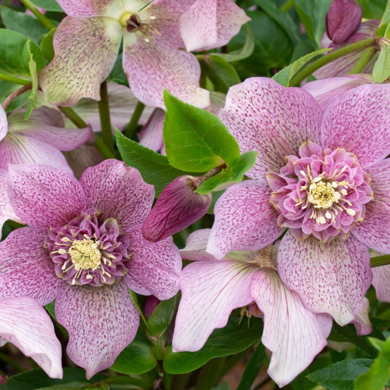 Hellebore Tutu PGA