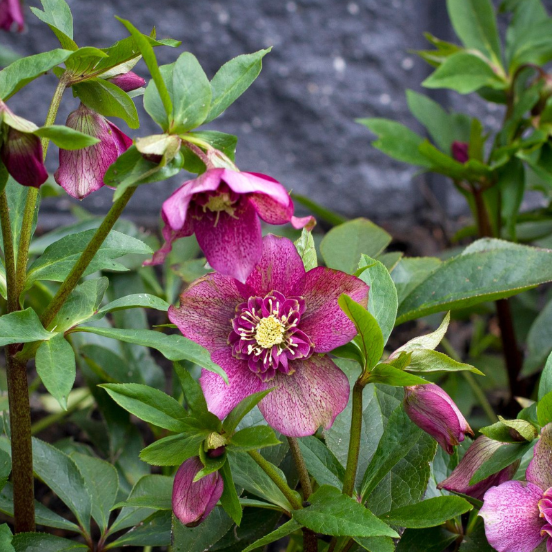 Hellebore Tutu PGA