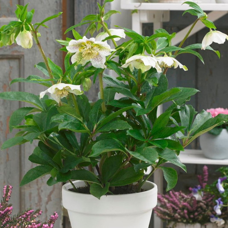 Hellebore Tutu White PGA
