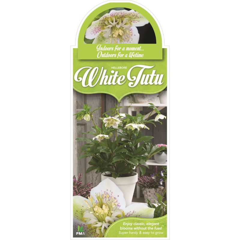 Hellebore Tutu White