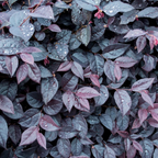 Loropetalum Plum Gorgeous