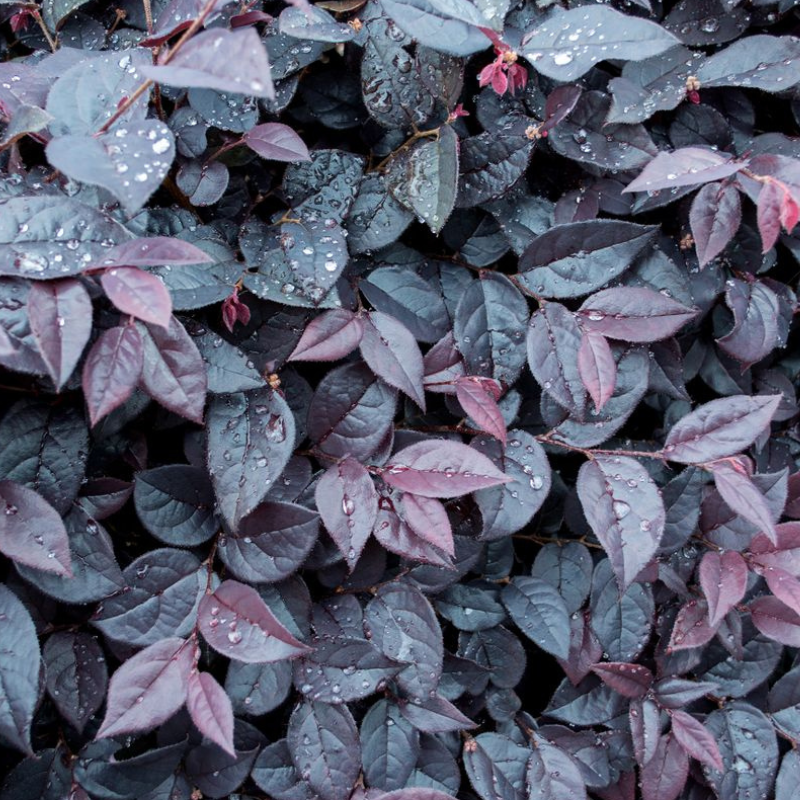 Loropetalum Plum Gorgeous