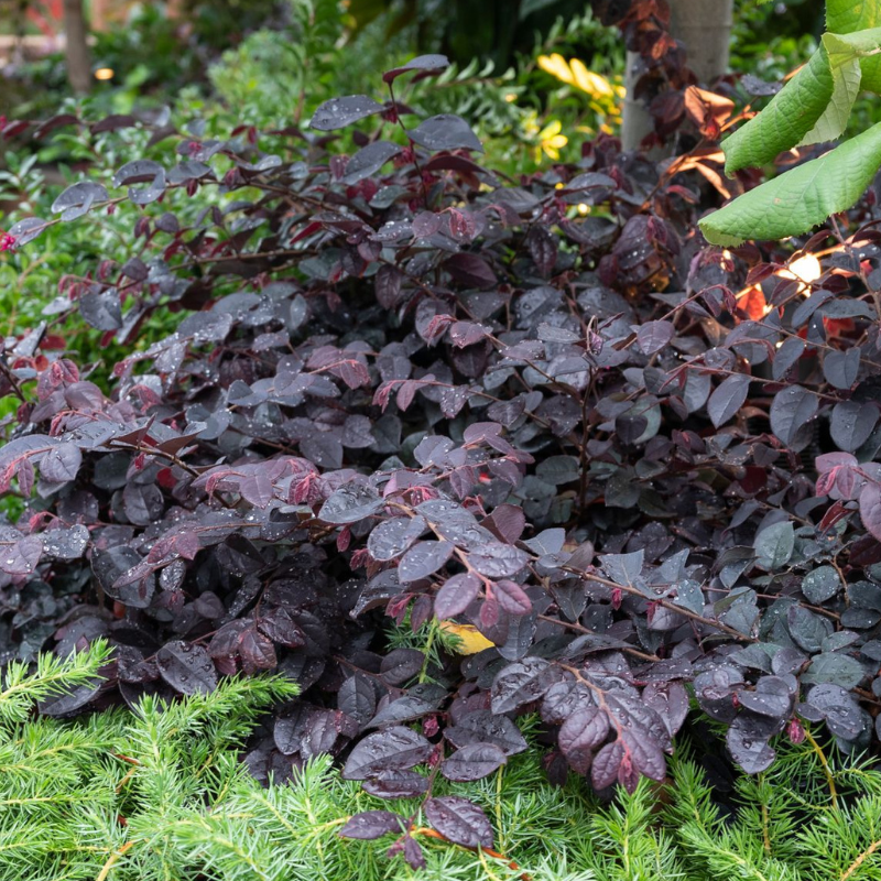 Loropetalum Plum Gorgeous