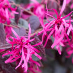 Loropetalum Plum Gorgeous