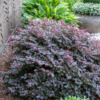 Loropetalum Plum Gorgeous