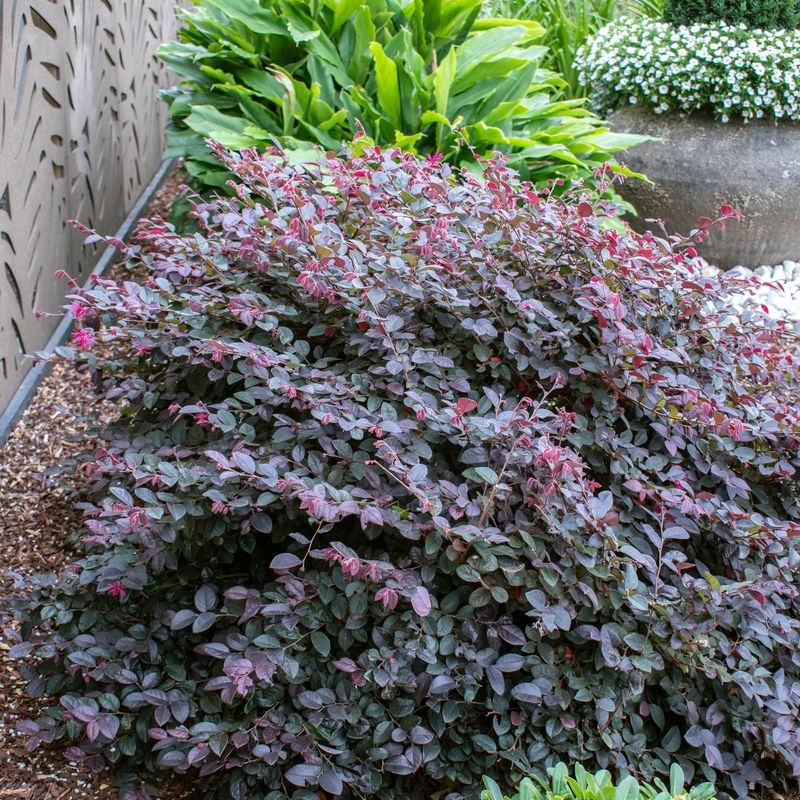 Loropetalum Plum Gorgeous