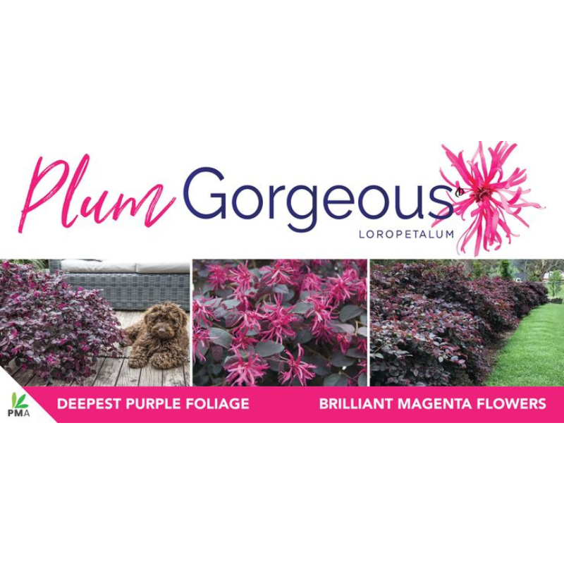 Loropetalum Plum Gorgeous