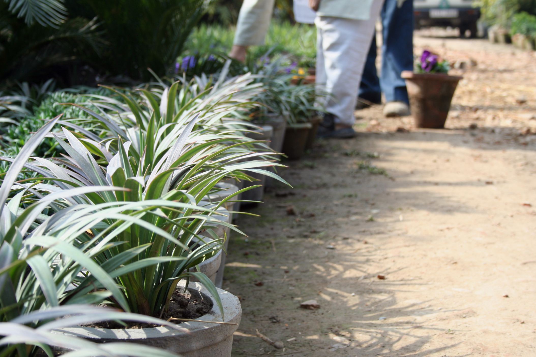 Row of potted plants in a garden setting with people in the background.