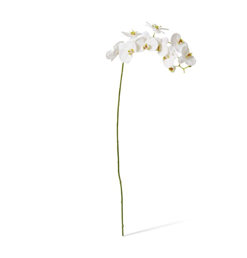 Phalaenopsis Stem
