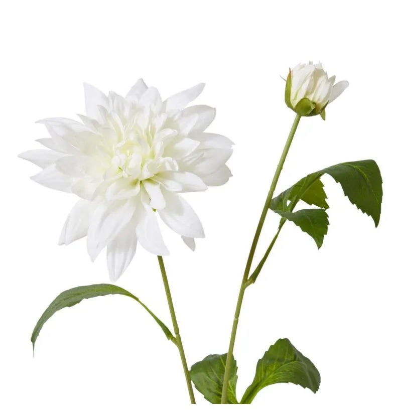 Dahlia Spray White