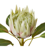 Protea Grand King Stem Light Green