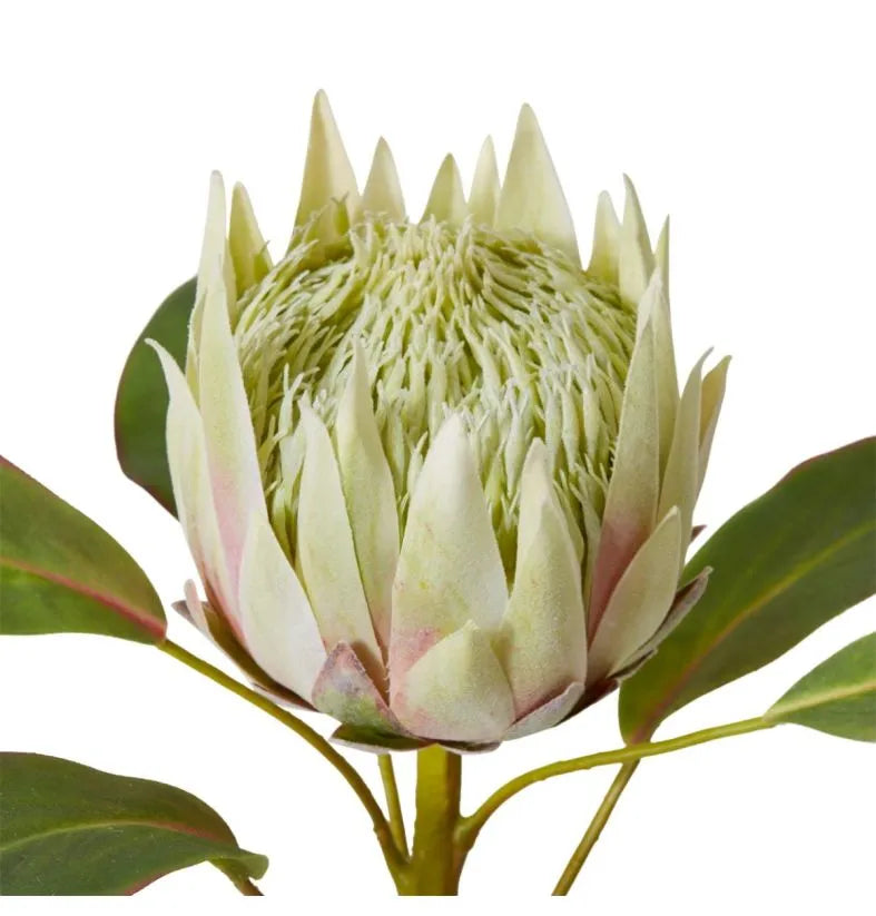 Protea Grand King Stem Light Green