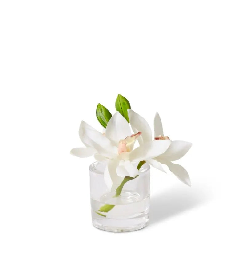 White Cymbidium Orchid in Vase