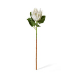 Protea King Stem Off White