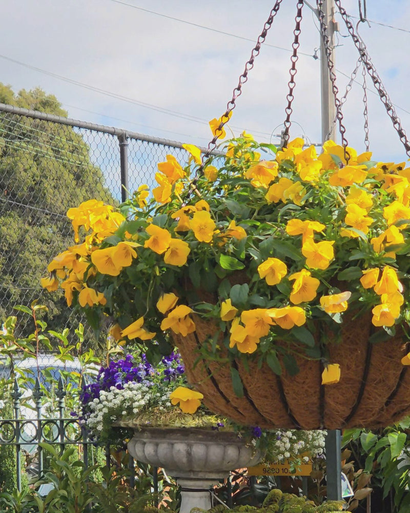 Hanging basket with yellow flowers in a garden setting