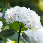 Hydrangea White knight