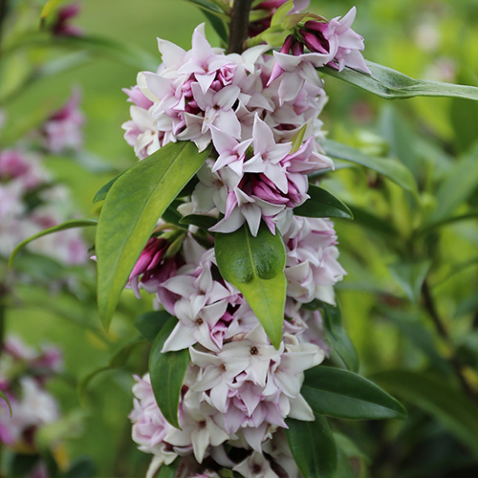 Daphne Perfume Princess