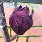 Magnolia Black Tulip