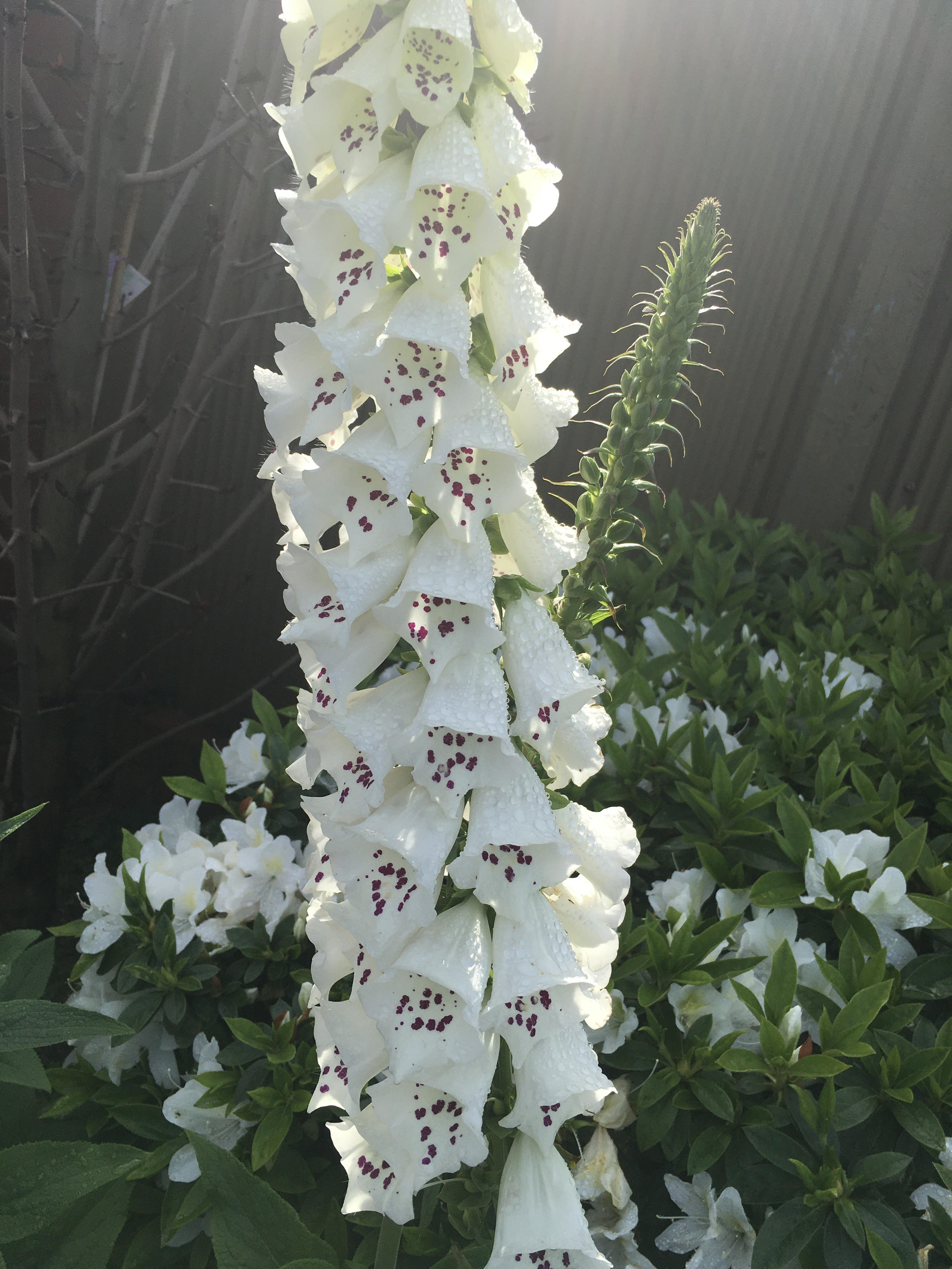 Foxglove 20cm