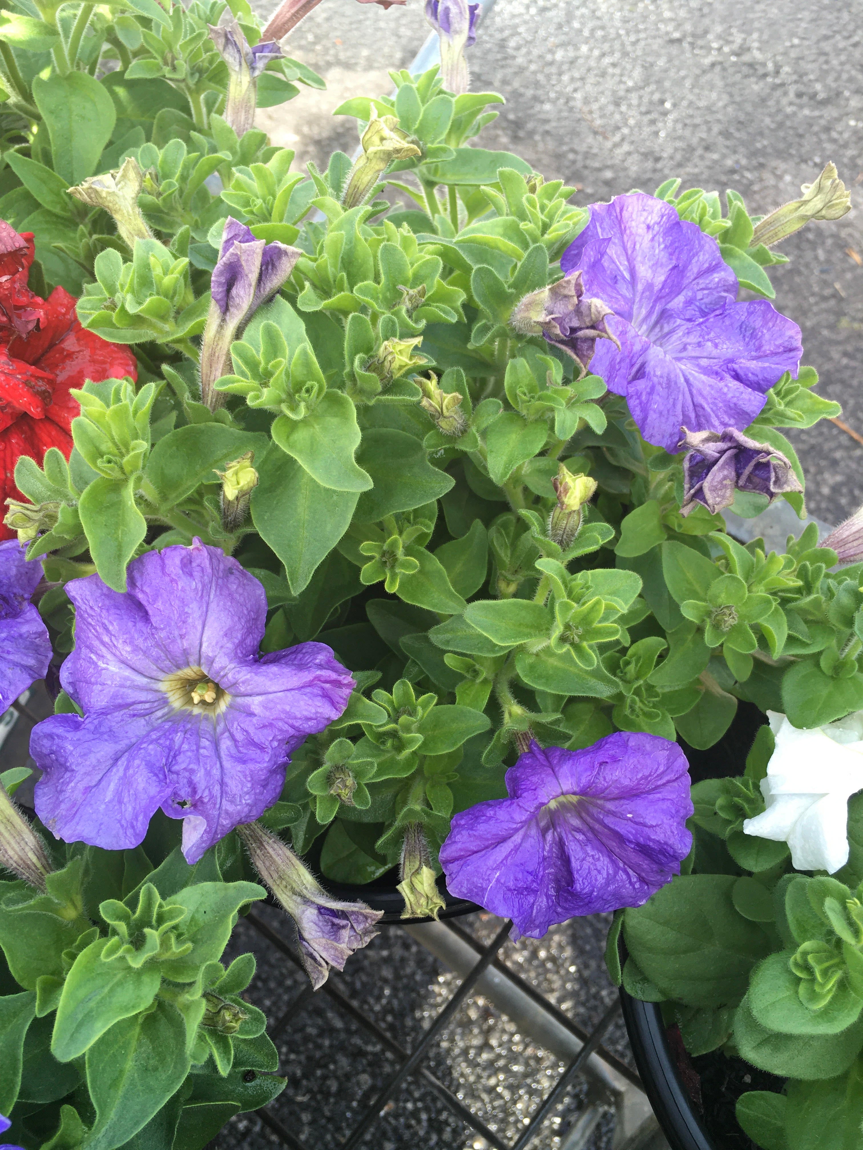 Petunia 20cm