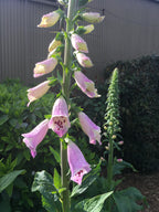 Foxglove 20cm