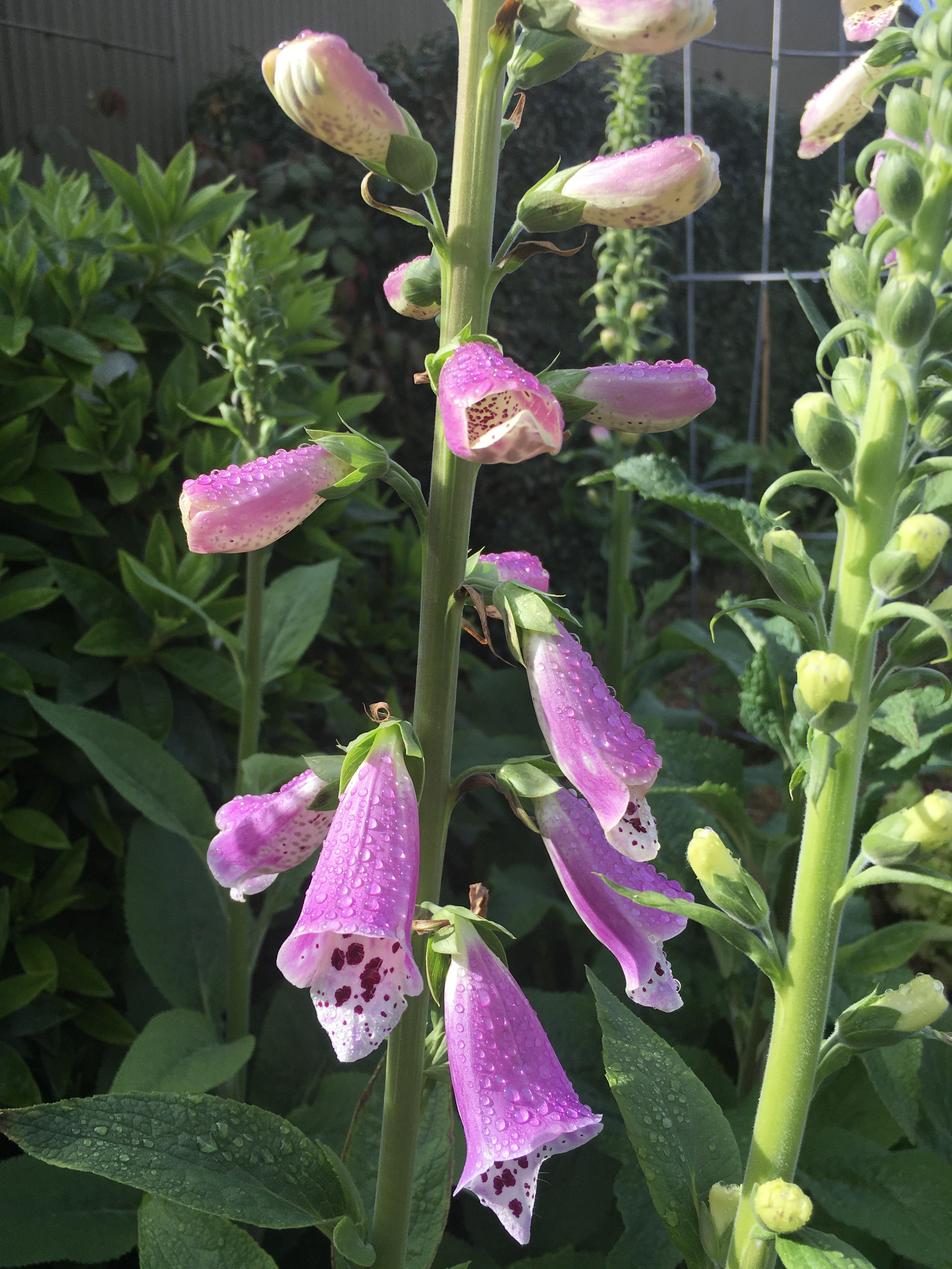 Foxglove 20cm