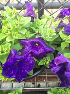 Petunia 20cm