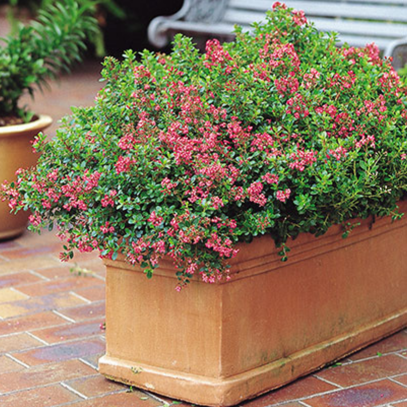 Escallonia Dwarf Pink
