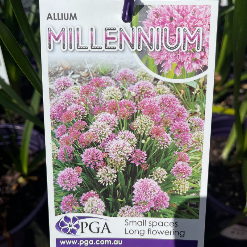 Allium Millennium