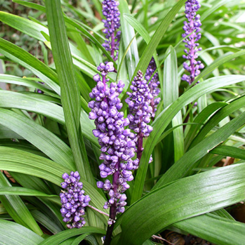 Liriope Royal Purple