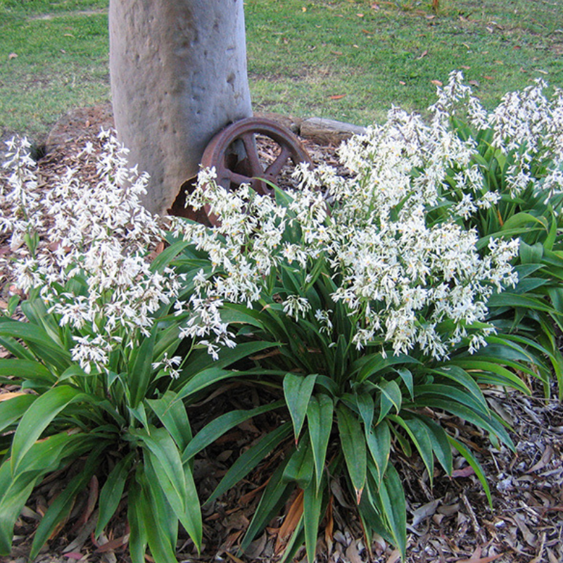Arthropodium Te Puna