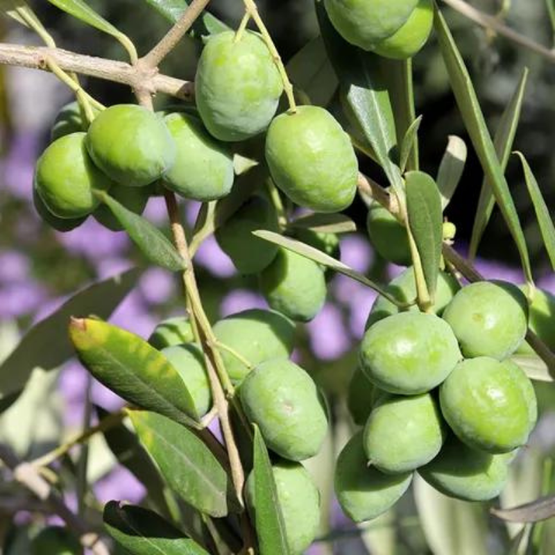 Olive Picholine
