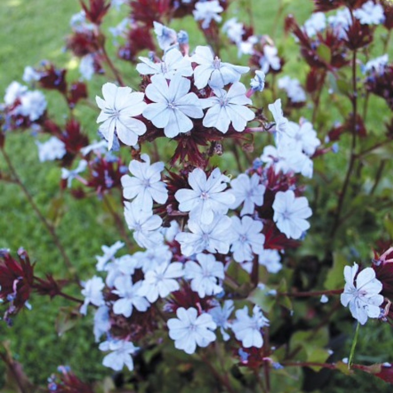 Ceratostigma Summer Sky