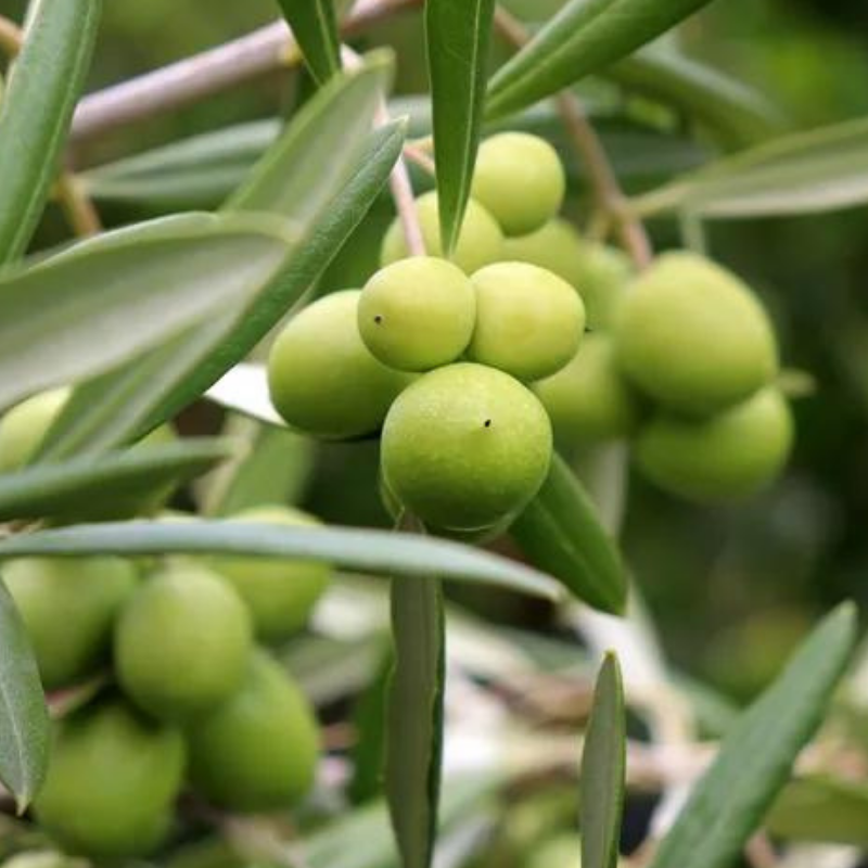 Olive 'Del Morocco'