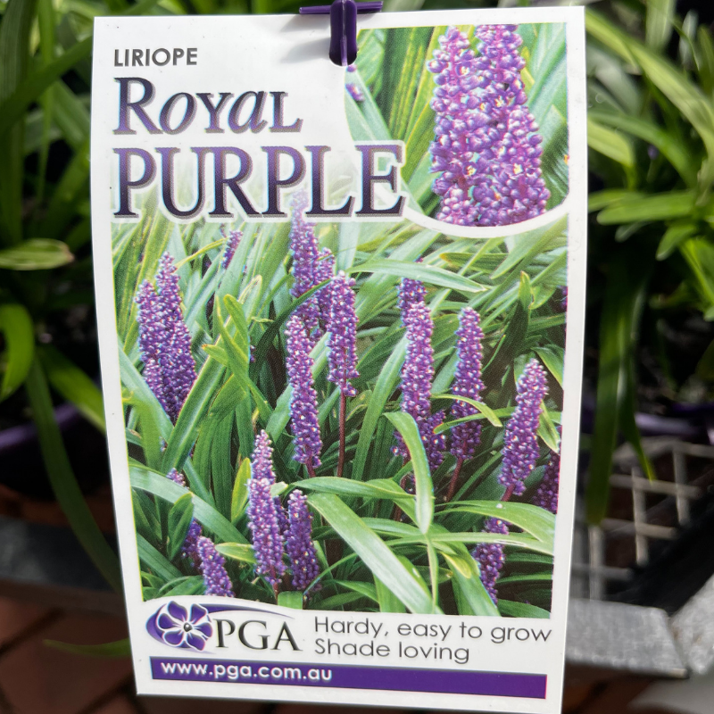 Liriope Royal Purple