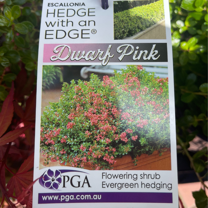 Escallonia Dwarf Pink