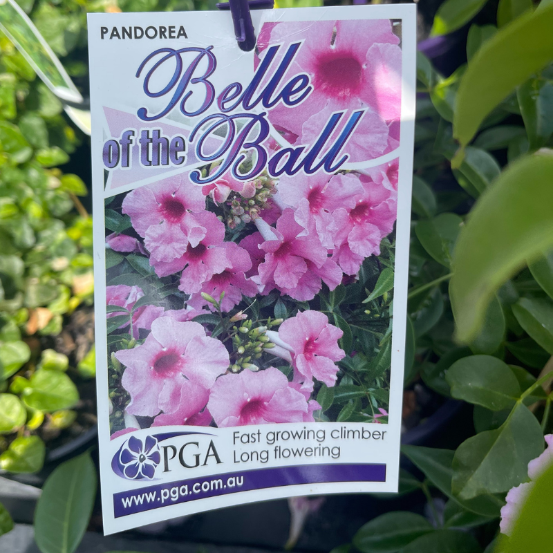 Pandorea Belle of the Ball