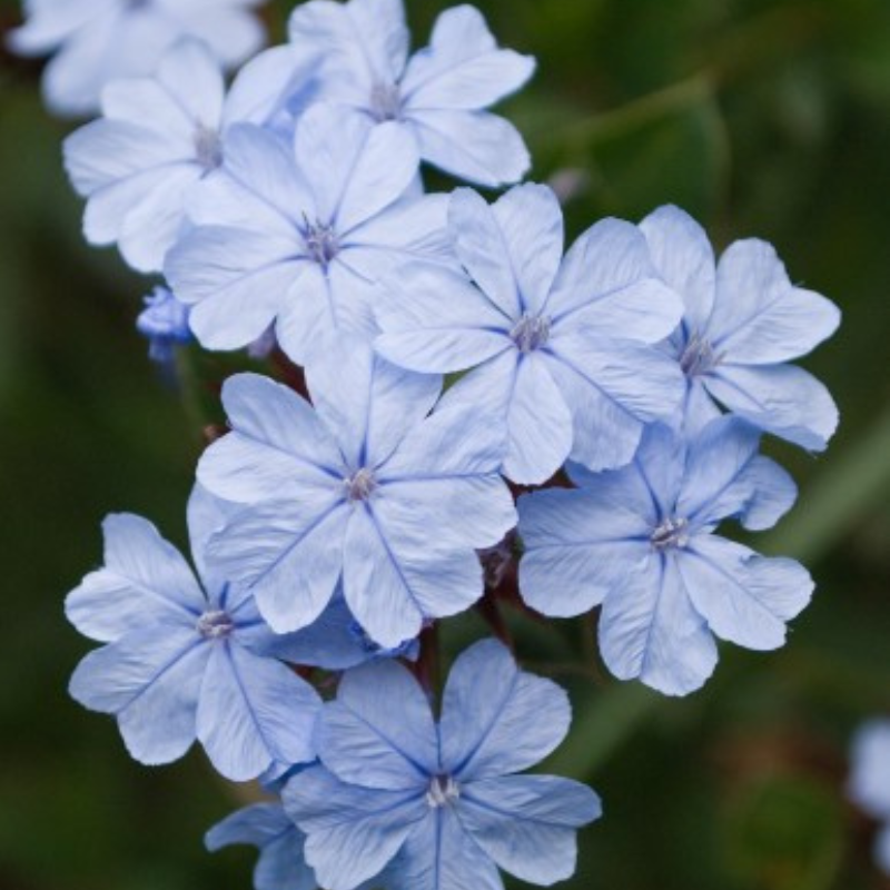 Ceratostigma Summer Sky