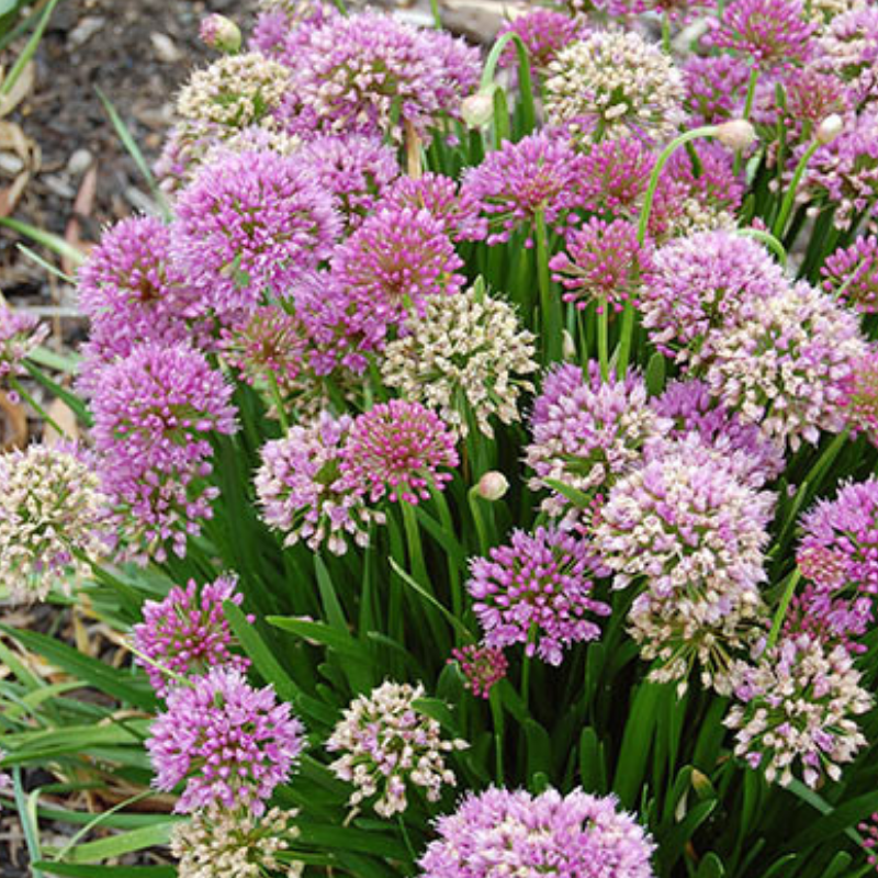 Allium Millennium