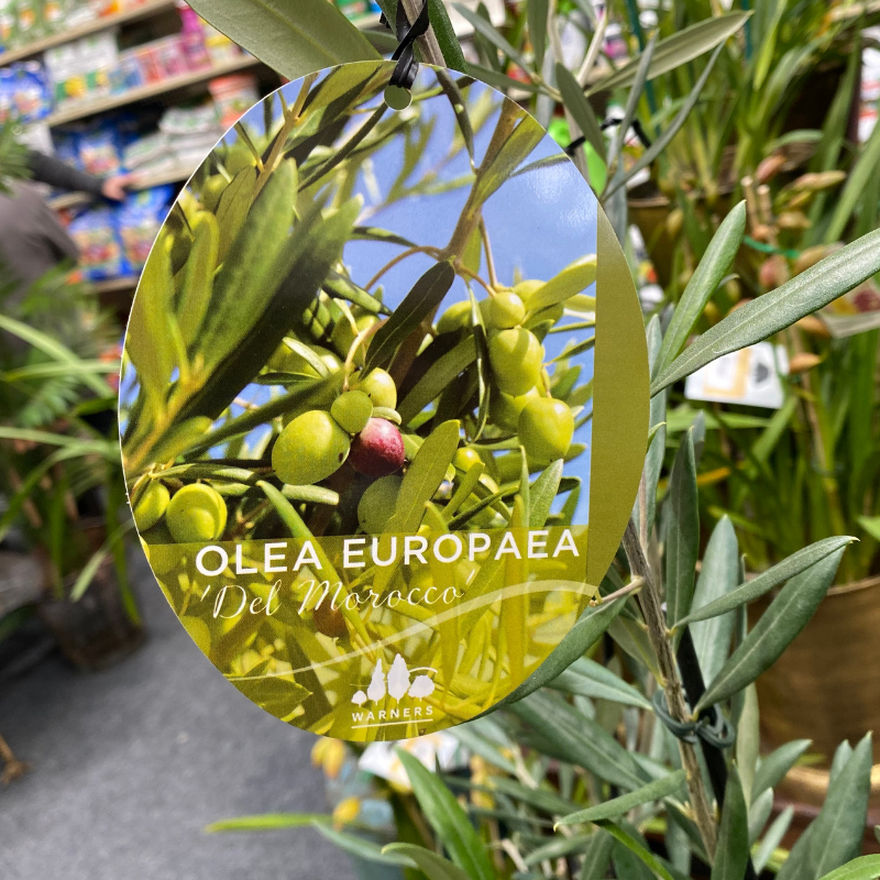 Olive 'Del Morocco'