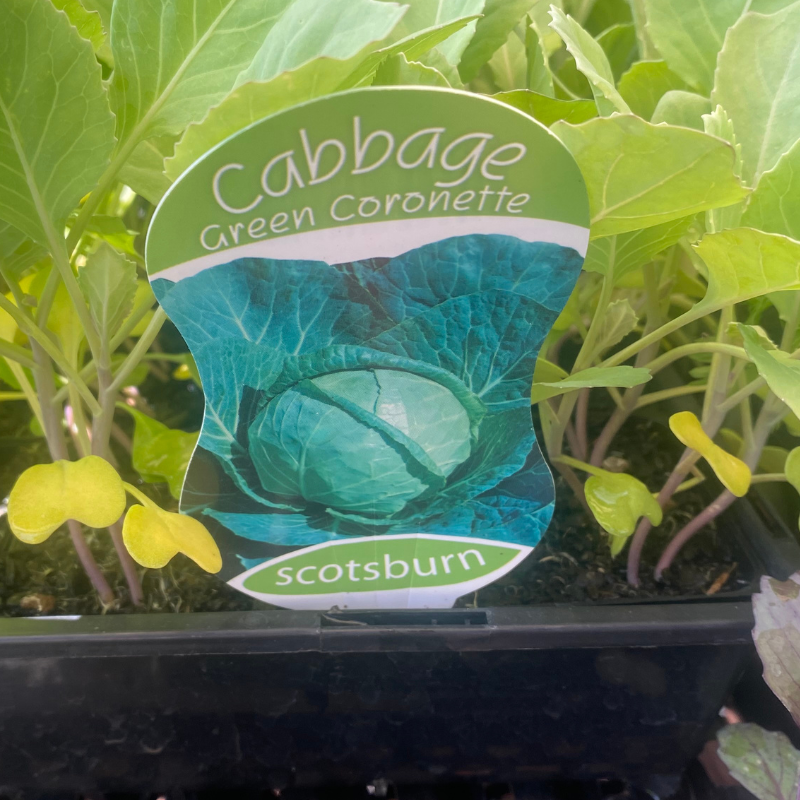 Cabbage Green Coronette punnet