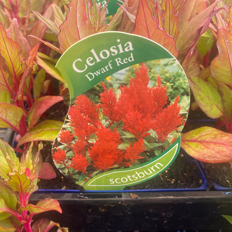 Celosia Dwarf Red punnet